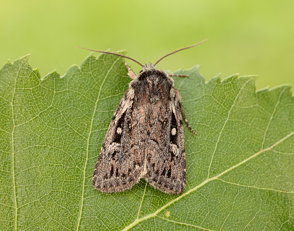 73.356 BF2135 Heath Rustic Xestia agathina