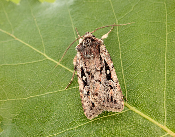 73.356 BF2135 Heath Rustic Xestia agathina