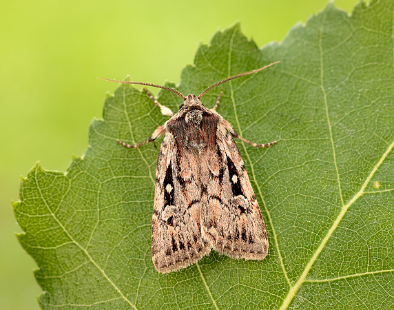 73.356 BF2135 Heath Rustic Xestia agathina