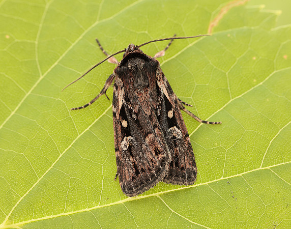 73.356 BF2135 Heath Rustic Xestia agathina
