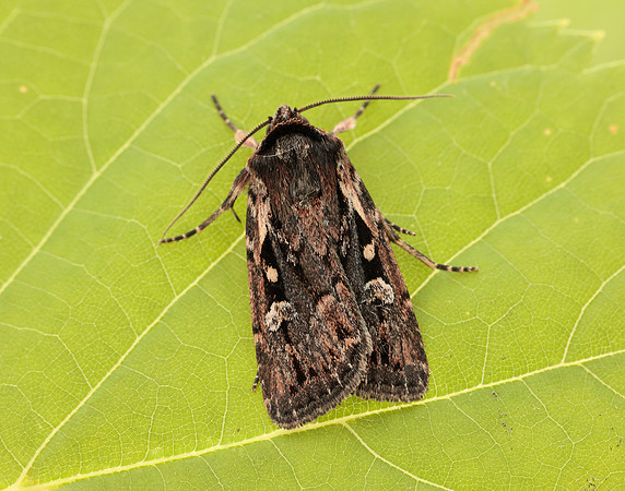73.356 BF2135 Heath Rustic Xestia agathina