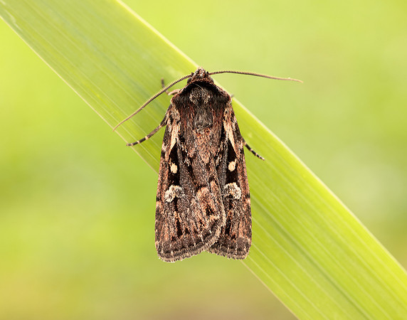 73.356 BF2135 Heath Rustic Xestia agathina