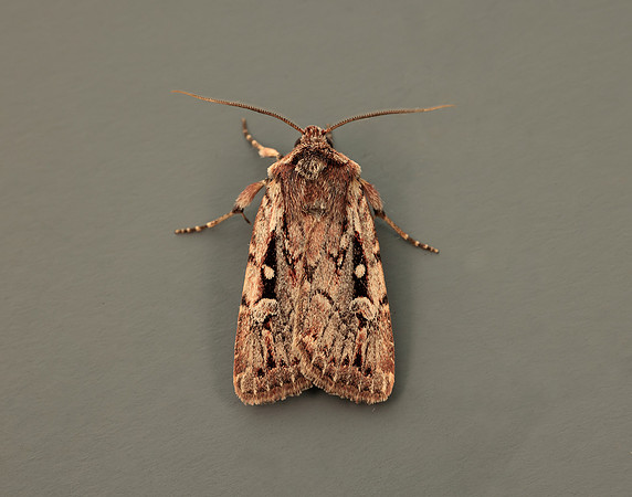 73.356 BF2135 Heath Rustic Xestia agathina