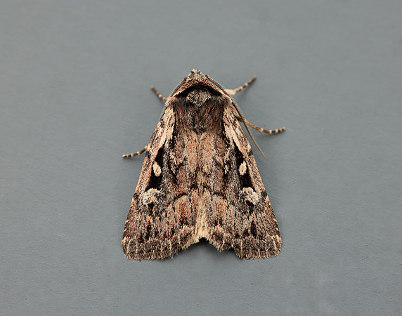 73.356 BF2135 Heath Rustic Xestia agathina