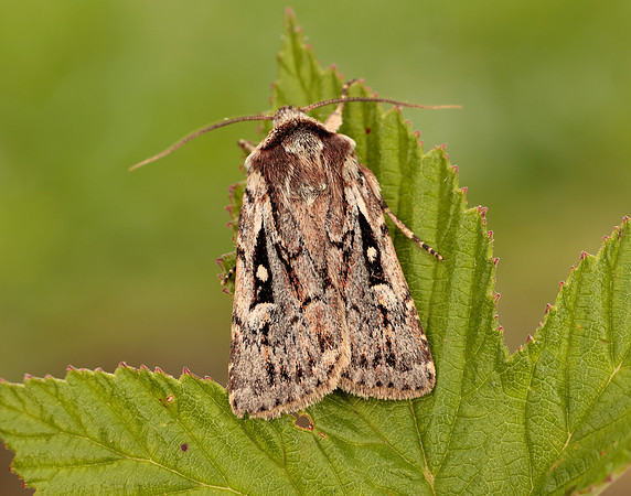 73.356 BF2135 Heath Rustic Xestia agathina