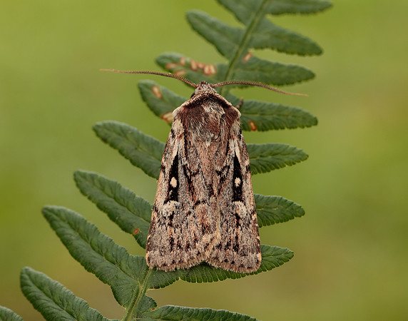 73.356 BF2135 Heath Rustic Xestia agathina