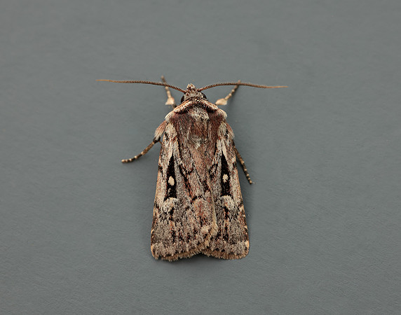 73.356 BF2135 Heath Rustic Xestia agathina