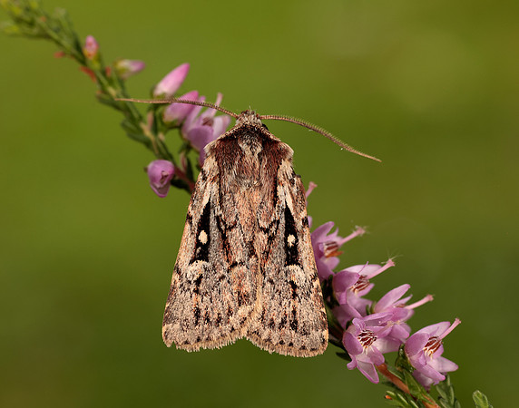 73.356 BF2135 Heath Rustic Xestia agathina