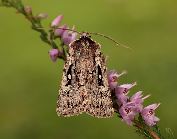 73.356 BF2135 Heath Rustic Xestia agathina