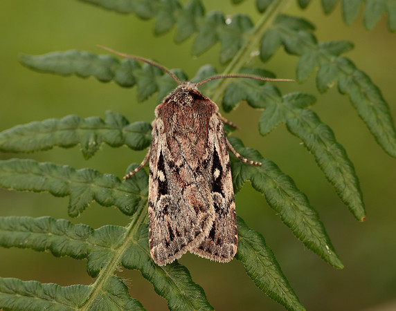 73.356 BF2135 Heath Rustic Xestia agathina