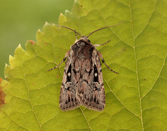 73.356 BF2135 Heath Rustic Xestia agathina