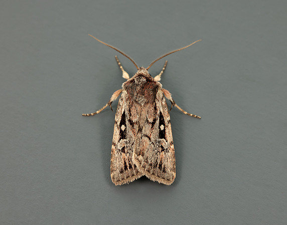 73.356 BF2135 Heath Rustic Xestia agathina