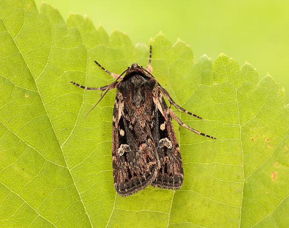 73.356 BF2135 Heath Rustic Xestia agathina
