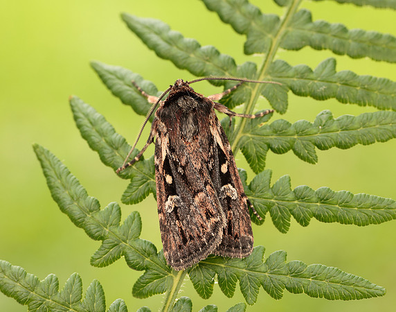 73.356 BF2135 Heath Rustic Xestia agathina