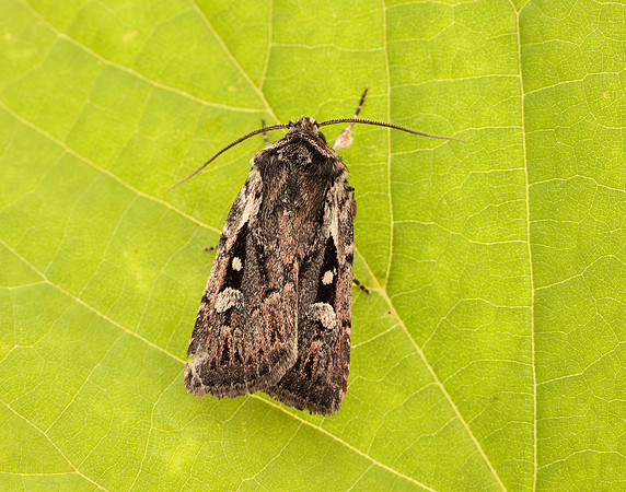 73.356 BF2135 Heath Rustic Xestia agathina