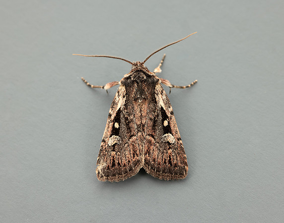 73.356 BF2135 Heath Rustic Xestia agathina