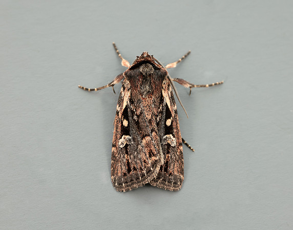 73.356 BF2135 Heath Rustic Xestia agathina