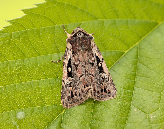 73.356 BF2135 Heath Rustic Xestia agathina