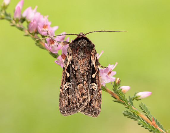 73.356 BF2135 Heath Rustic Xestia agathina