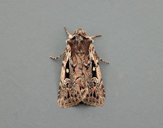 73.356 BF2135 Heath Rustic Xestia agathina