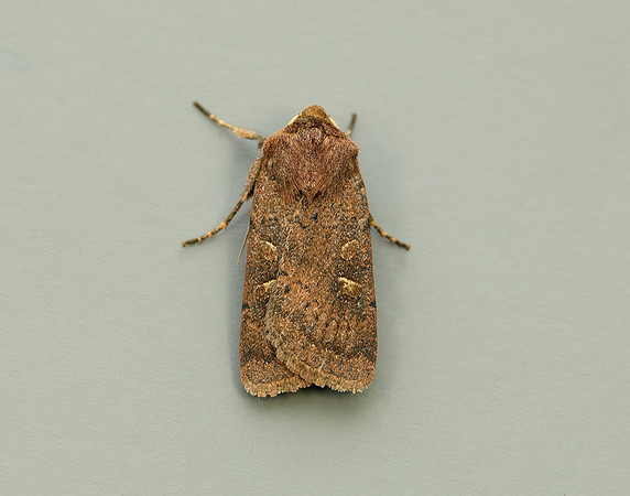 73.357 BF2134 Square-spot Rustic Xestia xanthographa