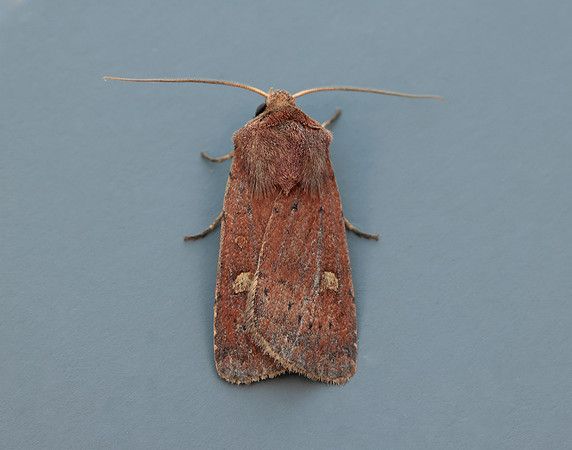 73.357 BF2134 Square-spot Rustic Xestia xanthographa