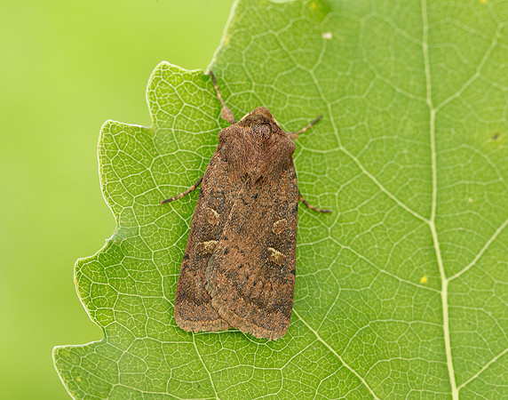 73.357 BF2134 Square-spot Rustic Xestia xanthographa
