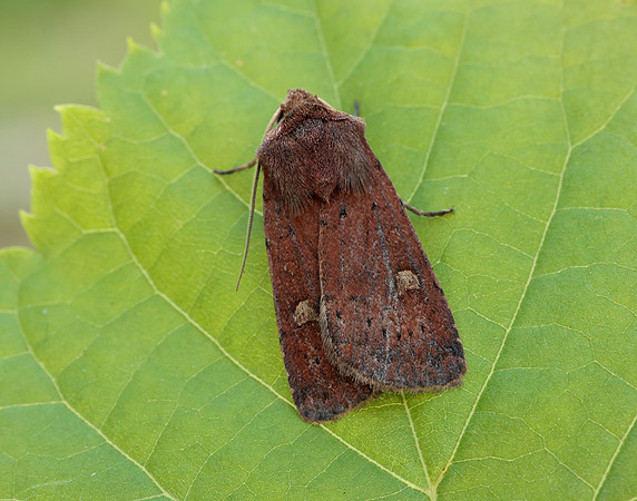 73.357 BF2134 Square-spot Rustic Xestia xanthographa