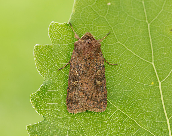 73.357 BF2134 Square-spot Rustic Xestia xanthographa