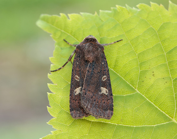 73.357 BF2134 Square-spot Rustic Xestia xanthographa