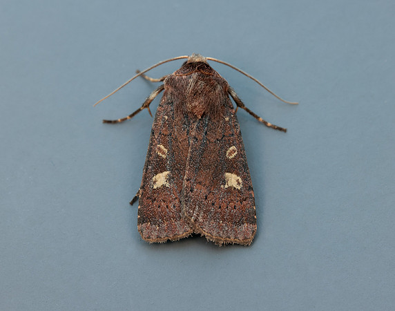 73.357 BF2134 Square-spot Rustic Xestia xanthographa