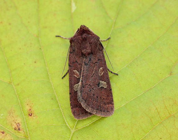 73.357 BF2134 Square-spot Rustic Xestia xanthographa