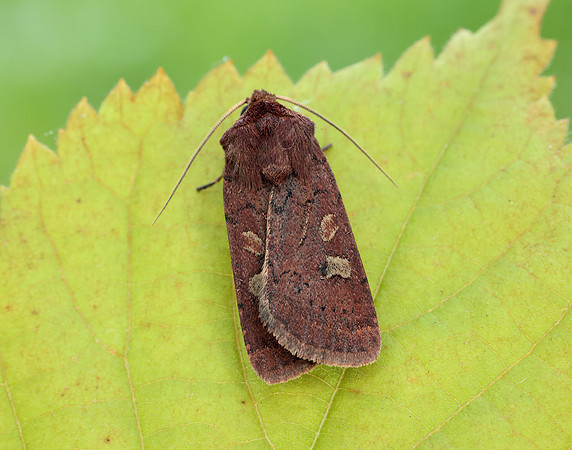 73.357 BF2134 Square-spot Rustic Xestia xanthographa