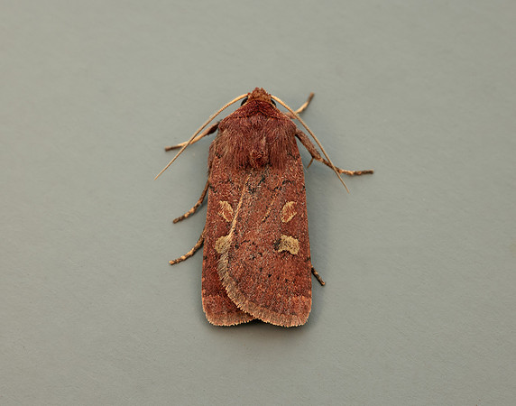 73.357 BF2134 Square-spot Rustic Xestia xanthographa