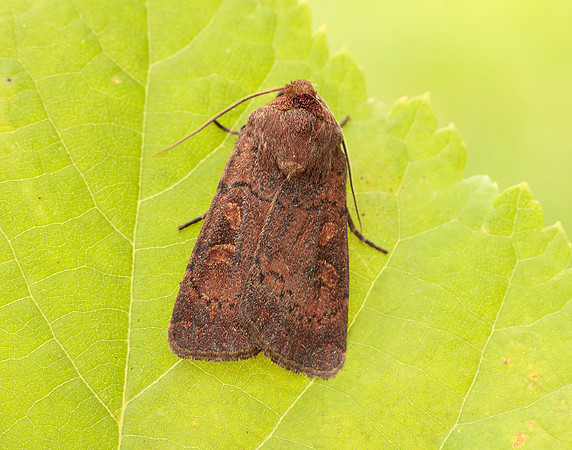73.357 BF2134 Square-spot Rustic Xestia xanthographa