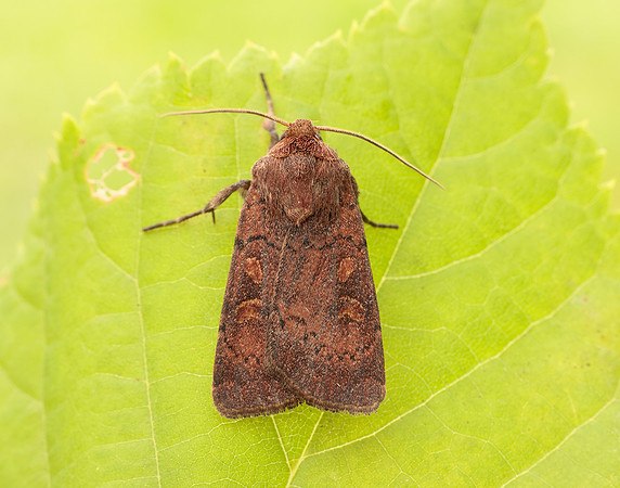 73.357 BF2134 Square-spot Rustic Xestia xanthographa