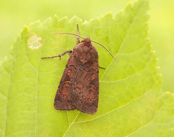 73.357 BF2134 Square-spot Rustic Xestia xanthographa