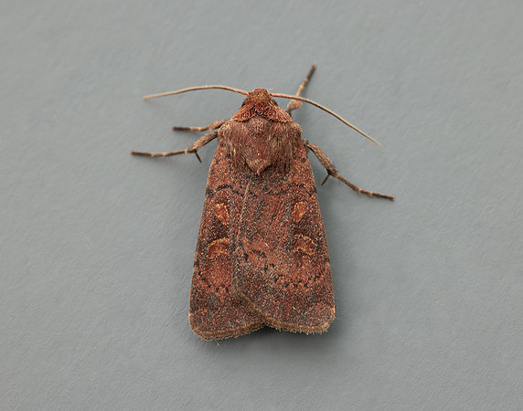 73.357 BF2134 Square-spot Rustic Xestia xanthographa