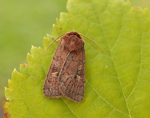 73.357 BF2134 Square-spot Rustic Xestia xanthographa