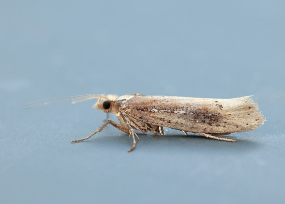 17.010 BF460 Ypsolopha parenthesella