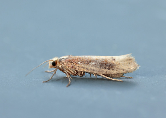 17.010 BF460 Ypsolopha parenthesella