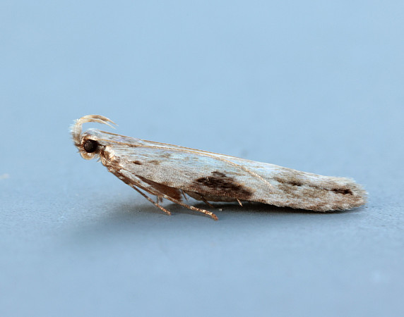 35.018 BF858 Hypatima rhomboidella
