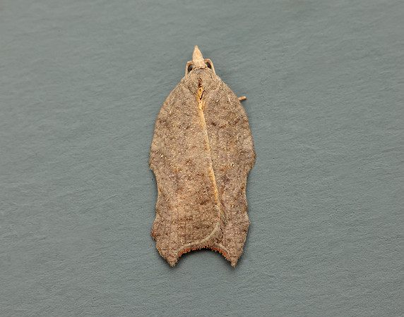 49.071 BF1062 Acleris emargana