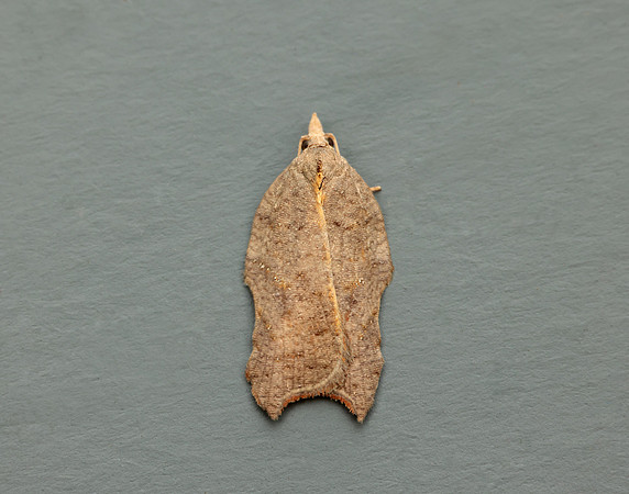 49.071 BF1062 Acleris emargana