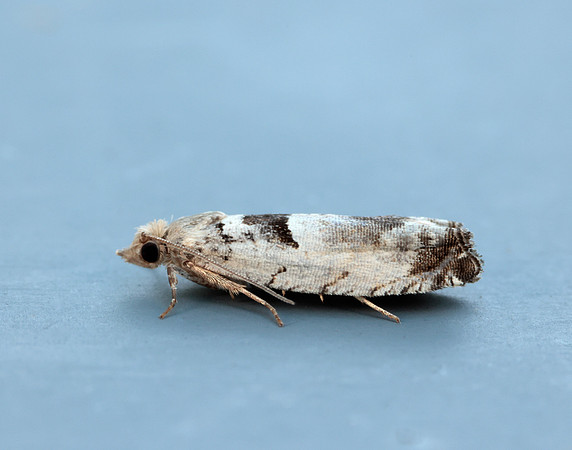 49.249 BF1134 Epinotia ramella