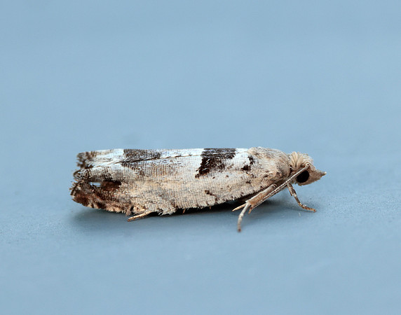 49.249 BF1134 Epinotia ramella