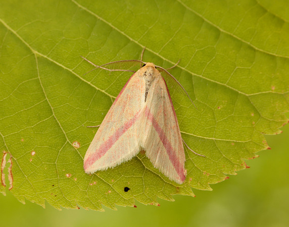 70.038 BF1716 Vestal Rhodometra sacraria