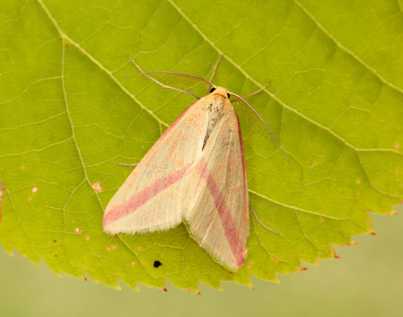 70.038 BF1716 Vestal Rhodometra sacraria