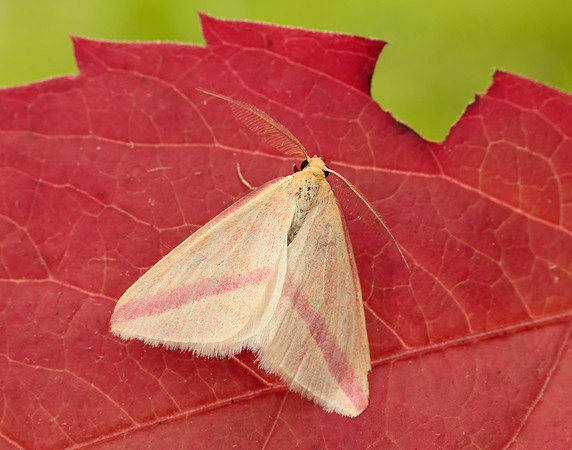 70.038 BF1716 Vestal Rhodometra sacraria