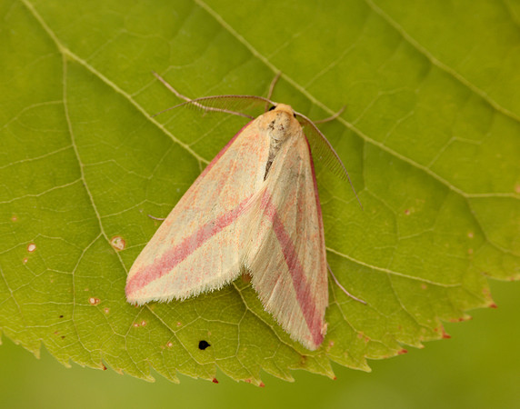 70.038 BF1716 Vestal Rhodometra sacraria